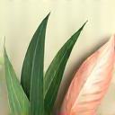 Small image representing natural luxury